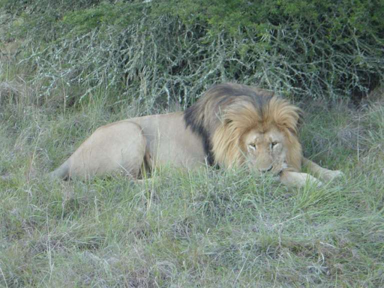 Löwen im SCHOTIA GAME RESERVE