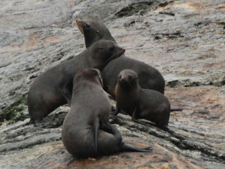 Seehunde im Doubtful Sound