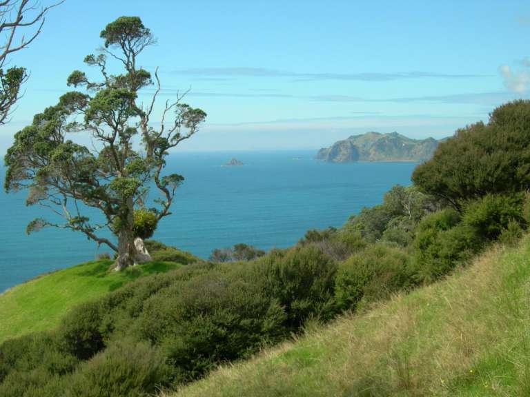 Coromandel Coastal Walkway