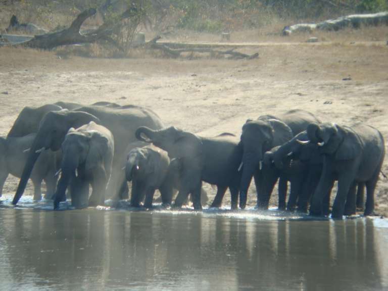 Elefanten beim Baden bei der Arathusa Lodge in Sabi Sand