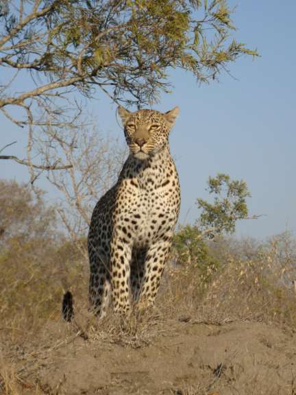 Ein Leopard nur 3 Meter neben uns