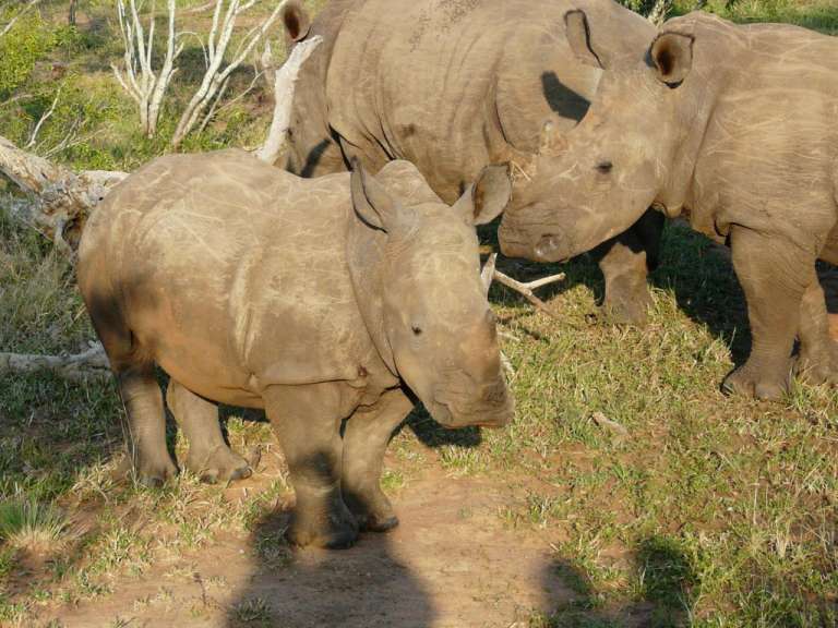 Mkaya - Baby Nashorn