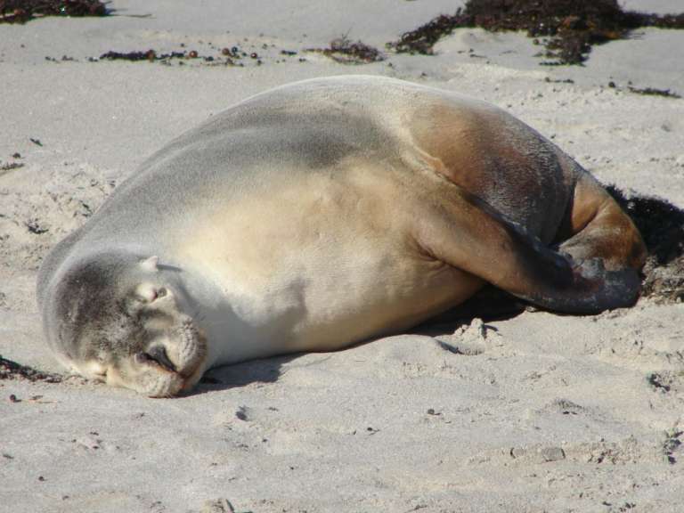 Kangaroo Island