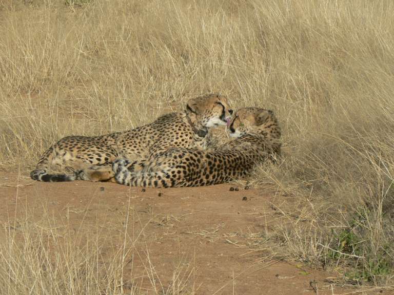 Geparden aus der Nähe (Okonjima/Africat-Foundation)