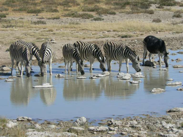 Etosha - ein Zebra sieht anders aus