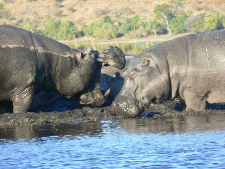 Hippos kommunizieren ...
