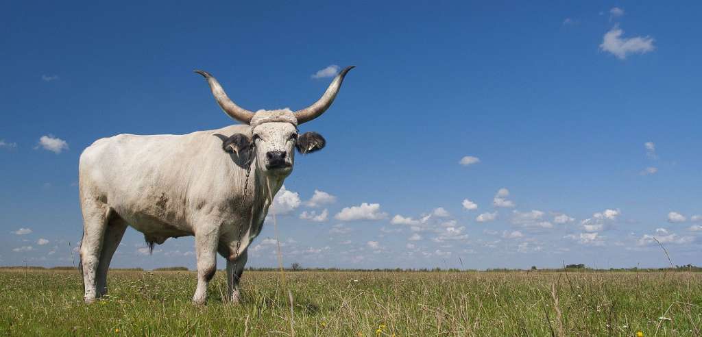 Ein weißer stier mit langen hörnern steht in einem grasbewachsenen feld