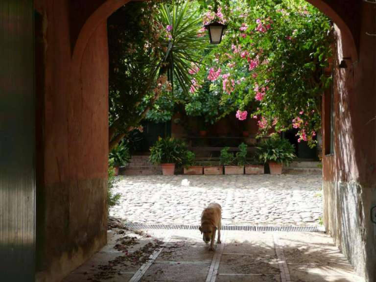 Ein Hund geht durch einen Tunnel mit rosa Blumen