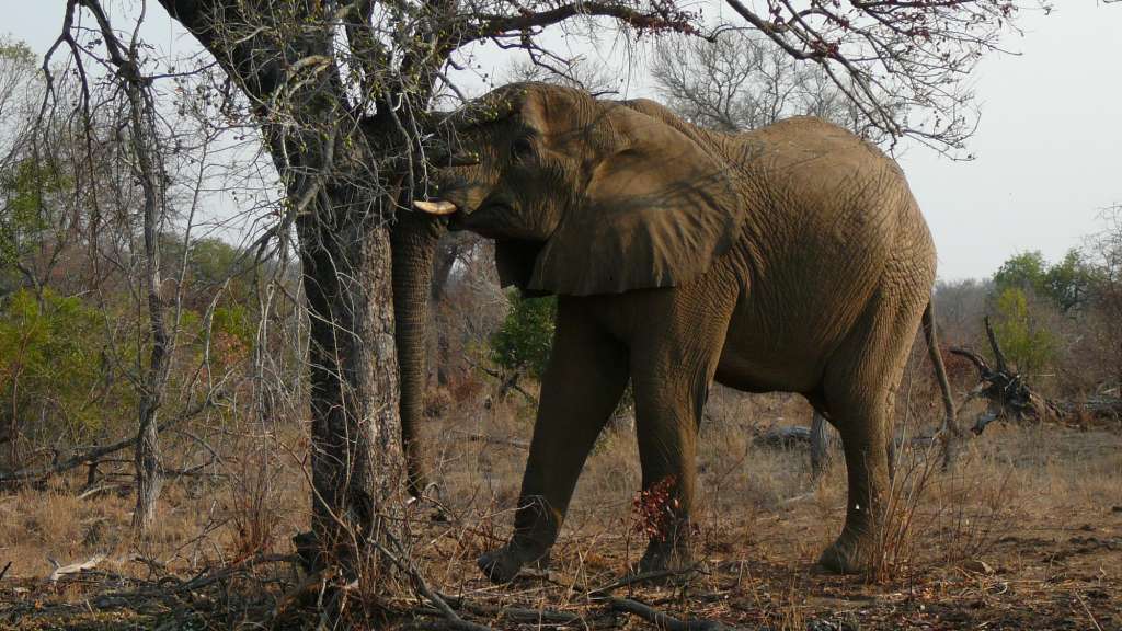 Kruger National Park