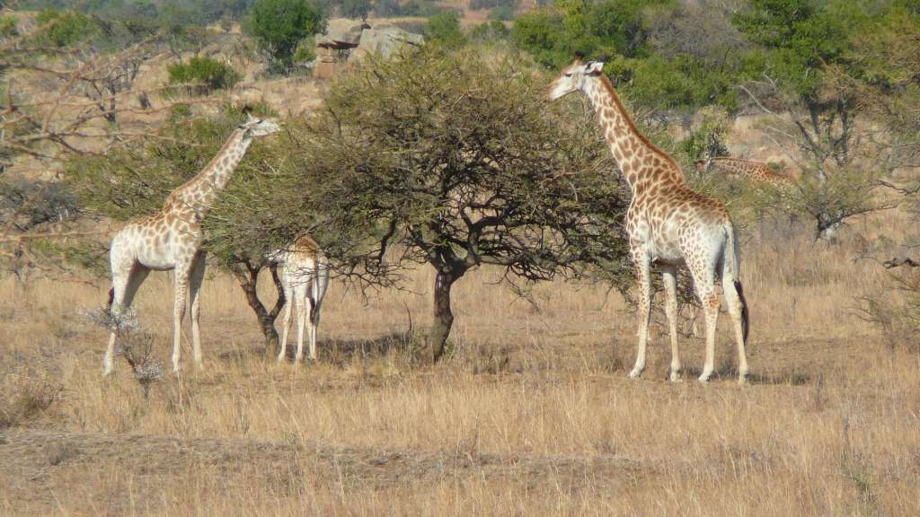 Ithala Game Reserve