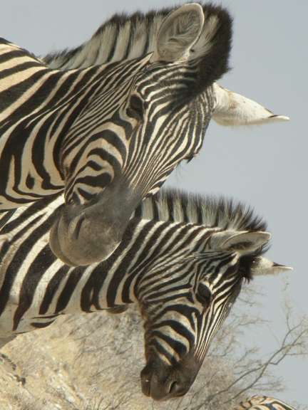 Etosha Nationalpark, Zebragefährten