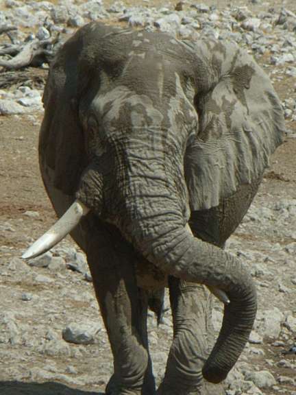 Etosha Nationalpark, Elefant am Wasserloch