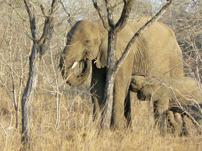 Ein Elefant steht neben einem Baby-Elefanten in einem Feld