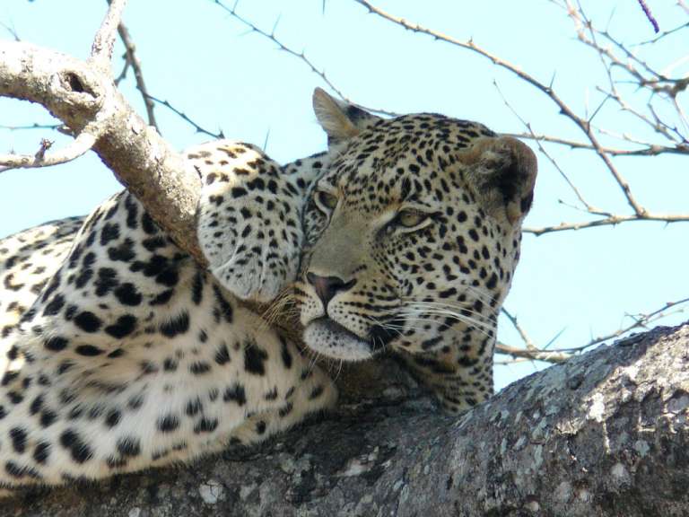 Ein leopard sitzt auf einem baum und schaut in die kamera