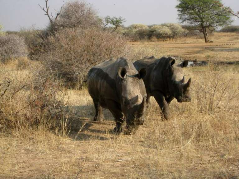 Nashornpärchen in der Waterberg Wilderness Farm