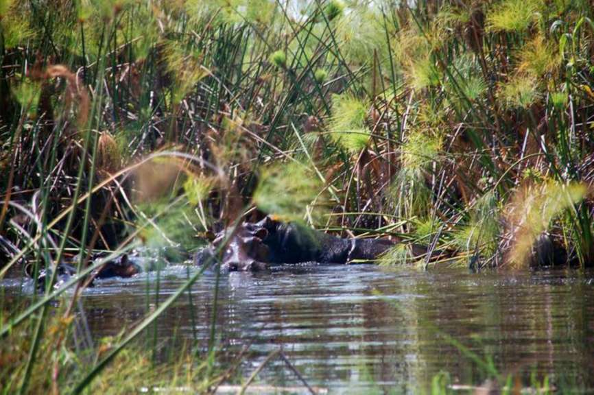 Hippos im Okovango Delta