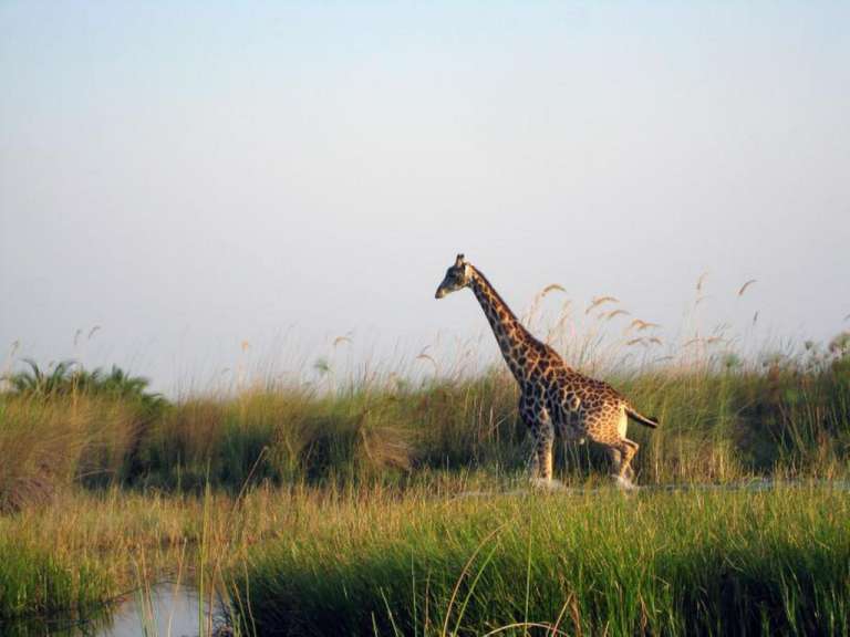 Giraffe im Okovango Delta
