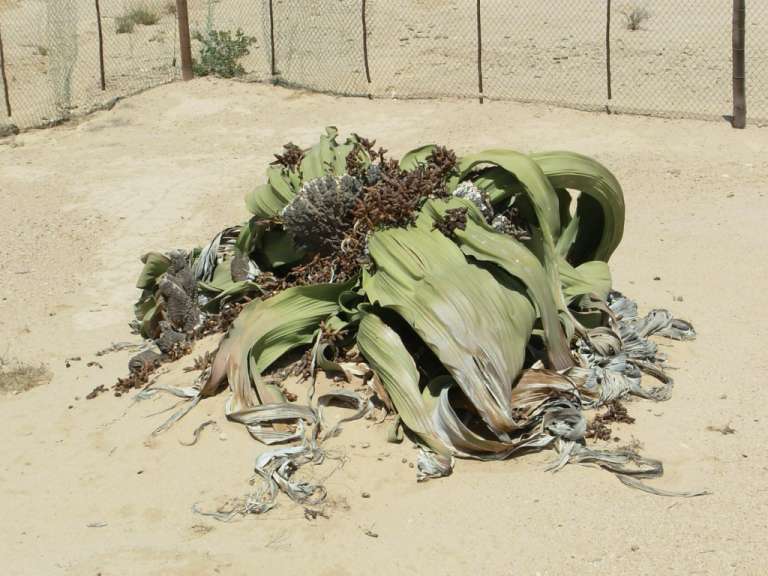 Welwitschia