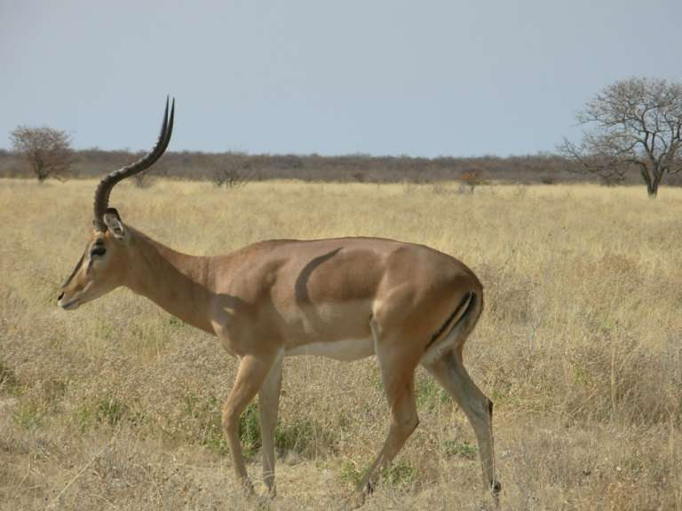 Impala im Ethosa