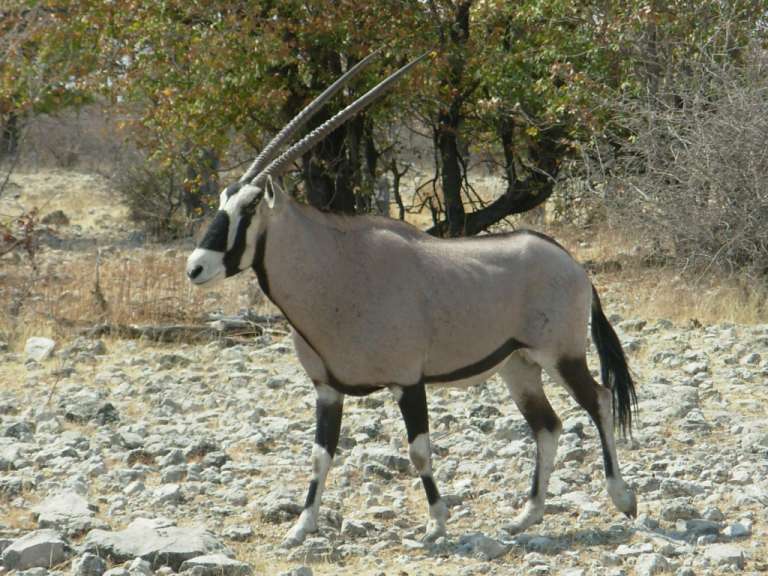 Oryx im Etosa