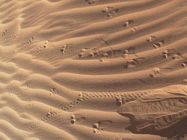 Spuren imSand