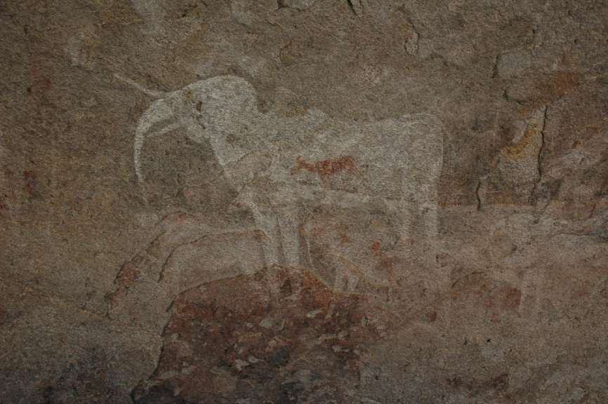 Weisser Elefant bei Ameib Ranch