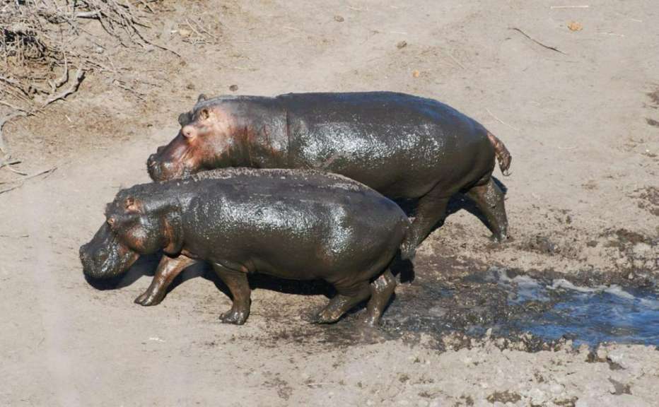 Hippos am Orpen Dam