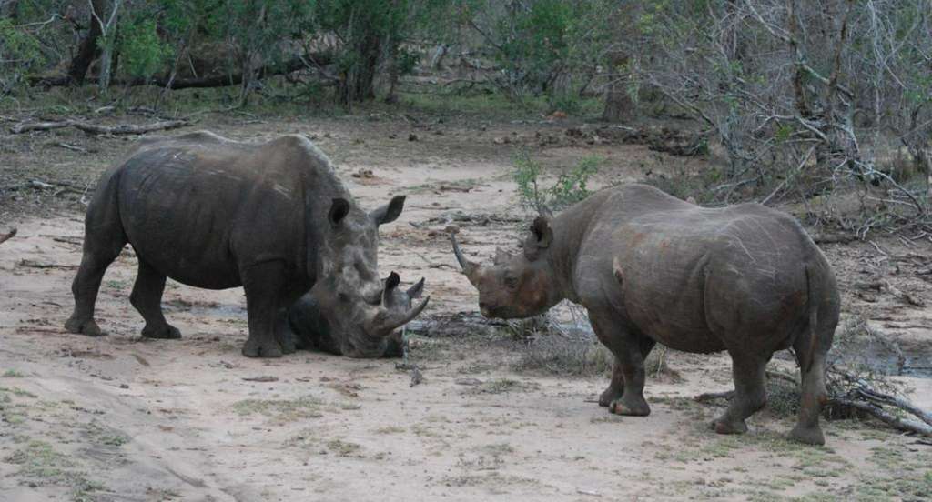 Breitmaulnashorn mit Jungem und Spitzmaulnashorn