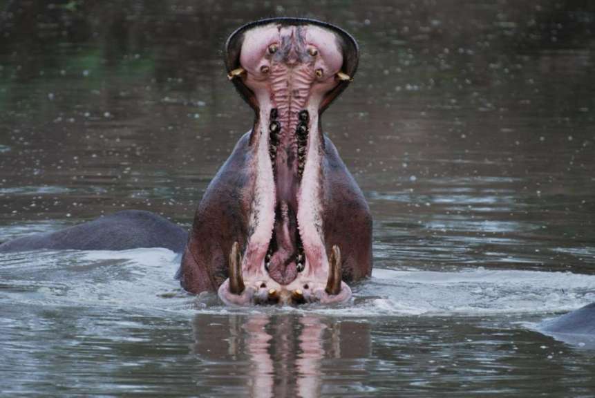 Hippo bereit zur Untersuchung der Zähne