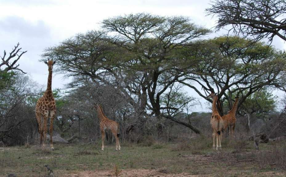 Giraffenmutter mit Jungen