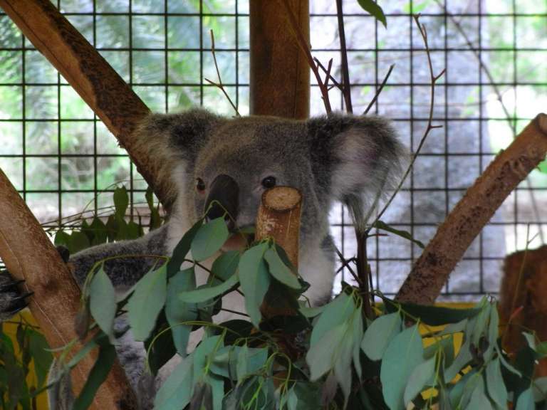 Ein Koala sitzt in einem Käfig und frisst Blätter