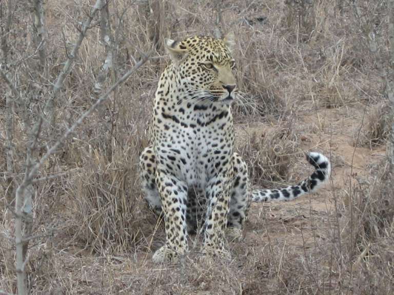 Ein leopard sitzt im hohen gras und schaut in die kamera