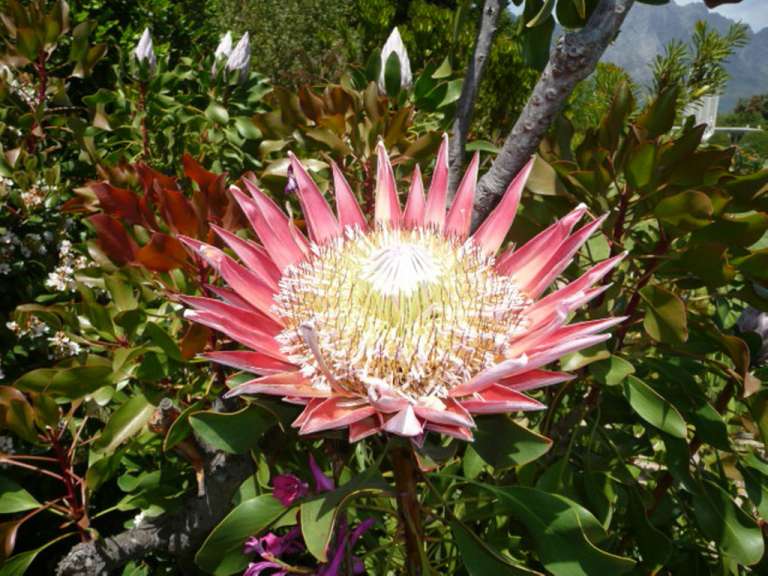 Protea 