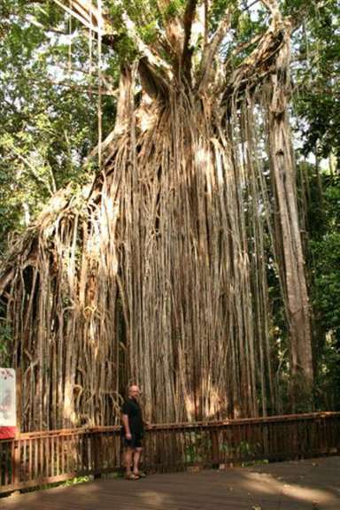 Figtree Yungaburra