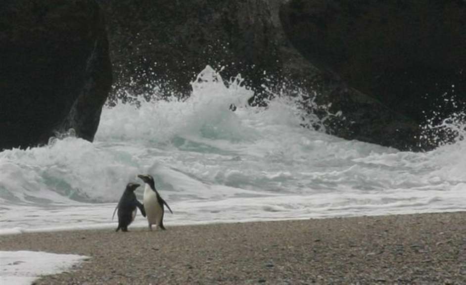 Crested Penguin Munro Beach