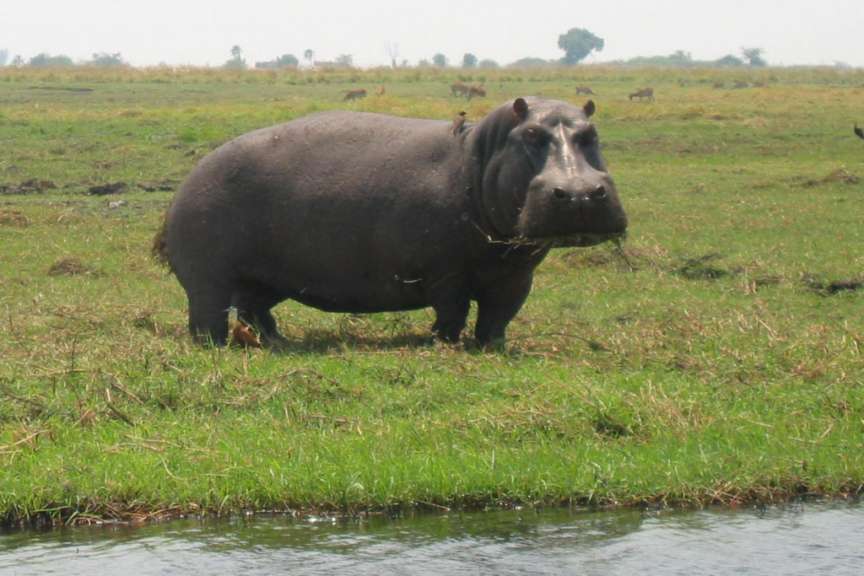 Hippo