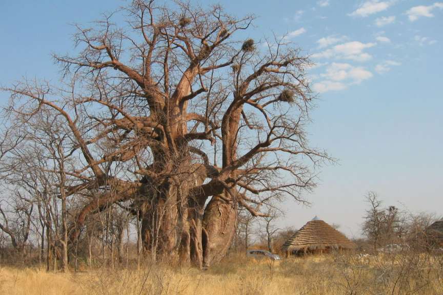 Ein Baum ohne Blätter steht in der Mitte eines Feldes