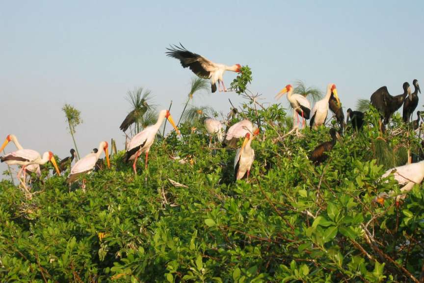 Yellow billed Stork