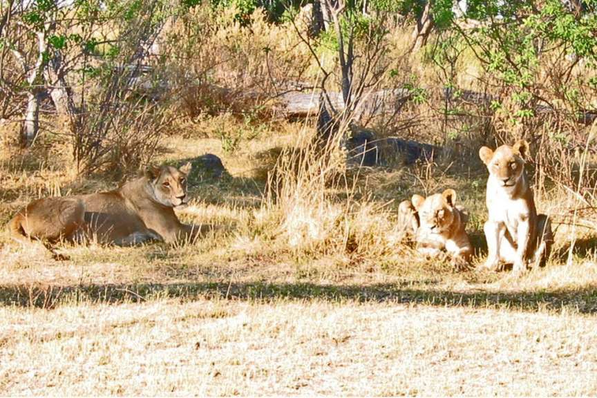Lions club at Botswana