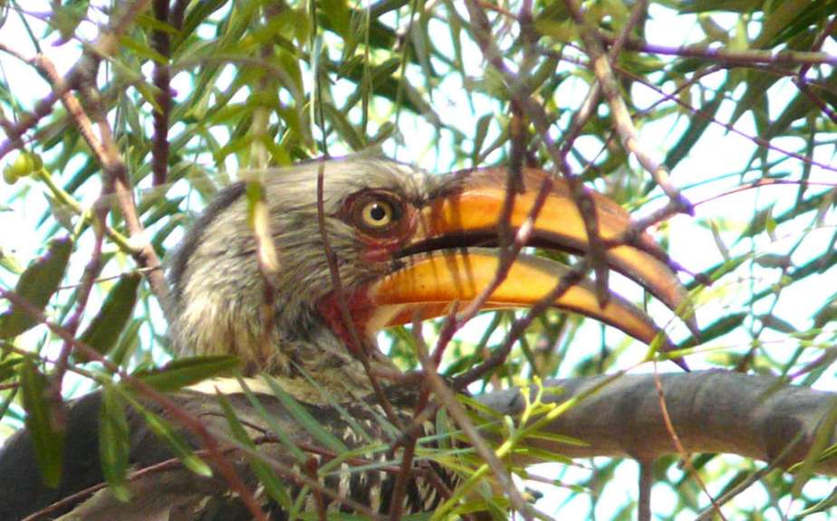 Ein Vogel mit einem großen gelben Schnabel sitzt in einem Baum