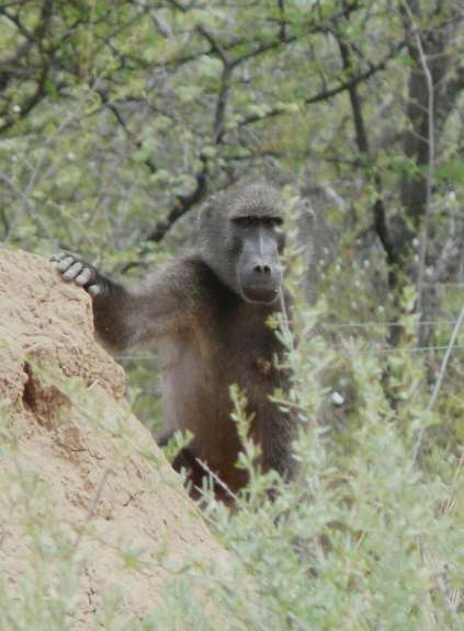 Pavian am Waterberg