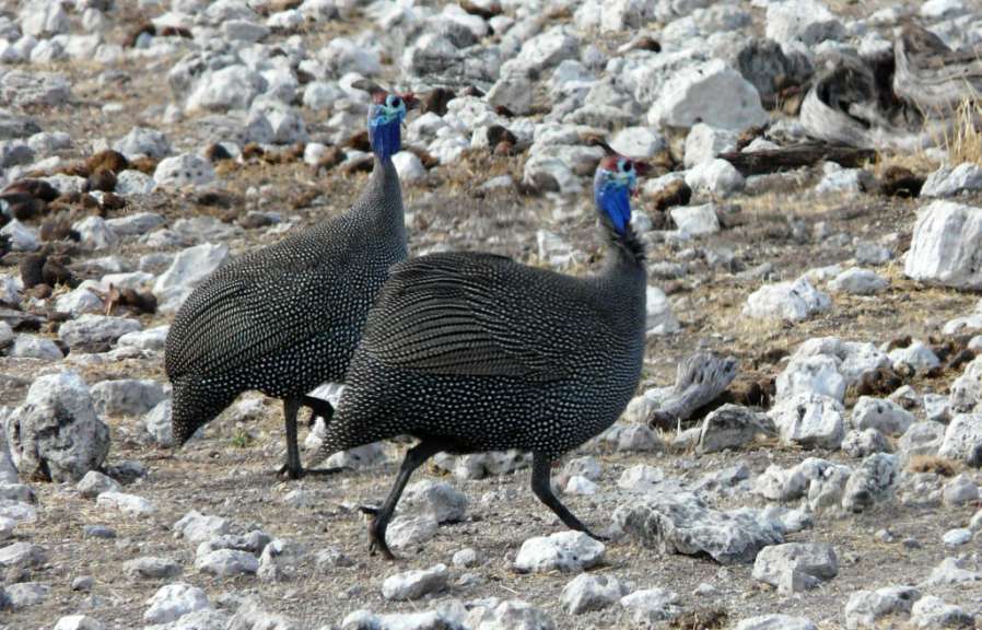 Geierperlhuhn