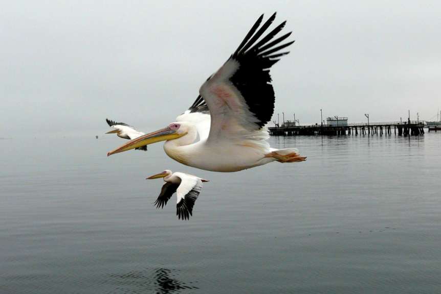 Pelikan bei Walvis Bay