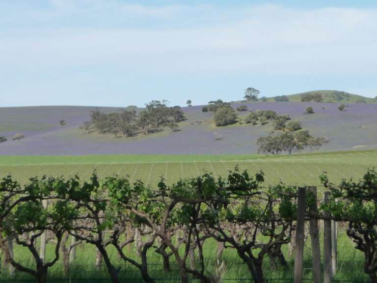 Lavendel und Wein - Barossa Valley