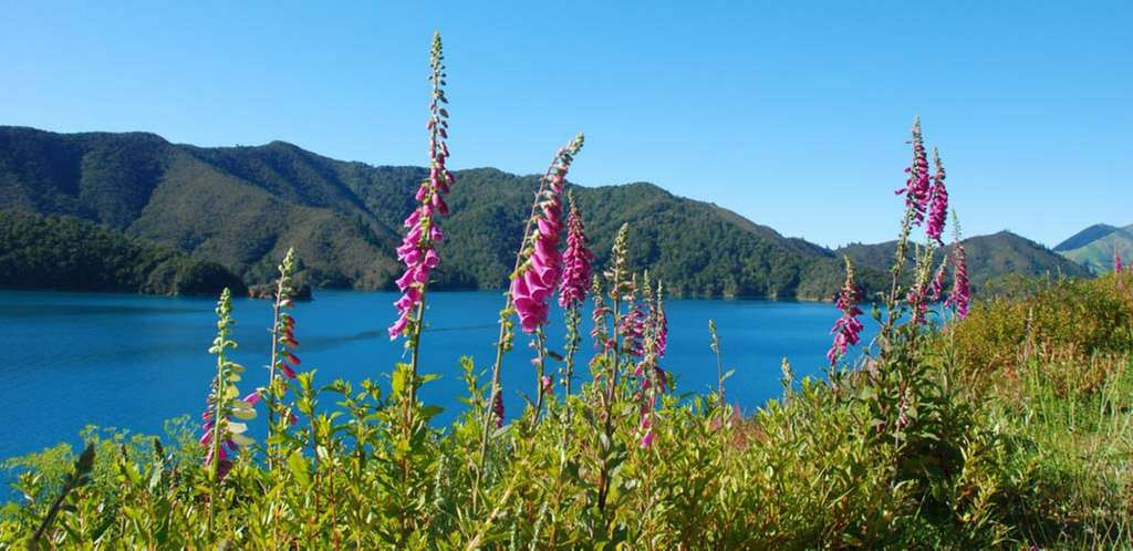 Marlborough Sounds (Nähe Elaine Bay) 