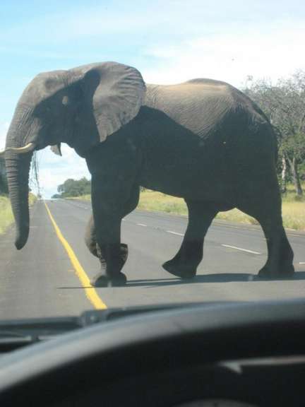 Ein großer elefant geht auf einer straße