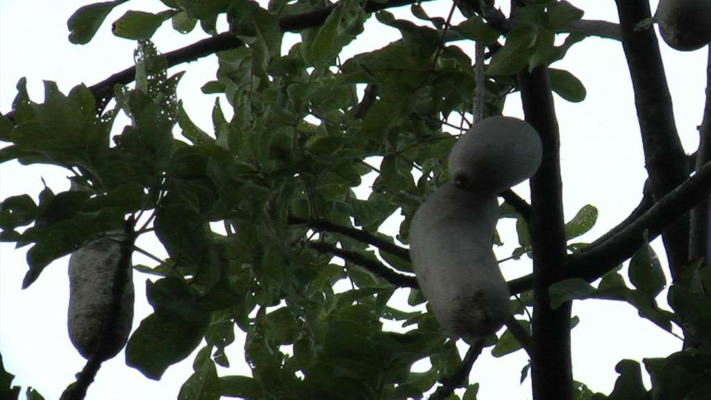 Ein Baum mit vielen Blättern und zwei weißen Früchten
