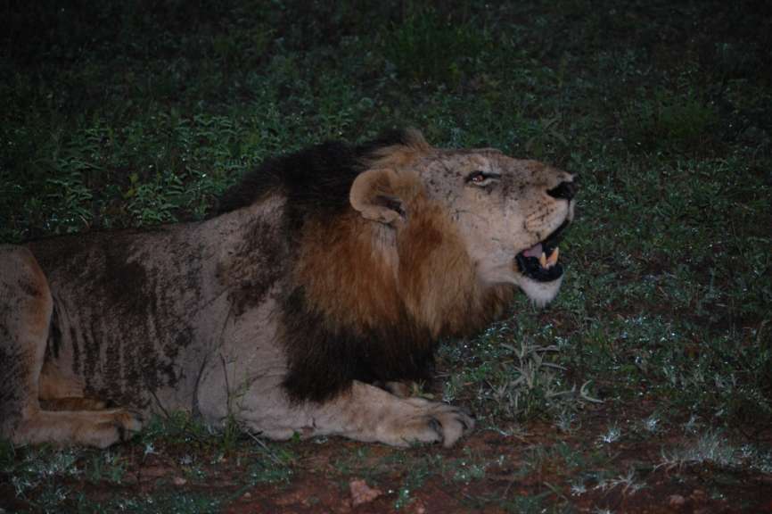 Brüllender Löwe - Bush Lodge