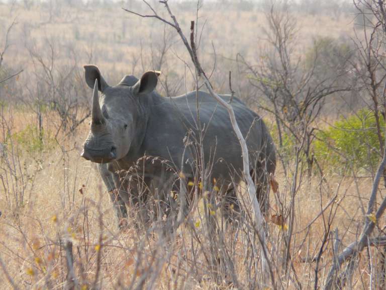 Ein Nashorn steht im hohen Gras und schaut in die Kamera