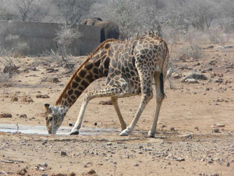 Eine Giraffe trinkt Wasser aus einem Wasserloch in der Wüste